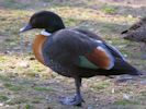 ?? (WWT Slimbridge 20) - pic by Nigel Key